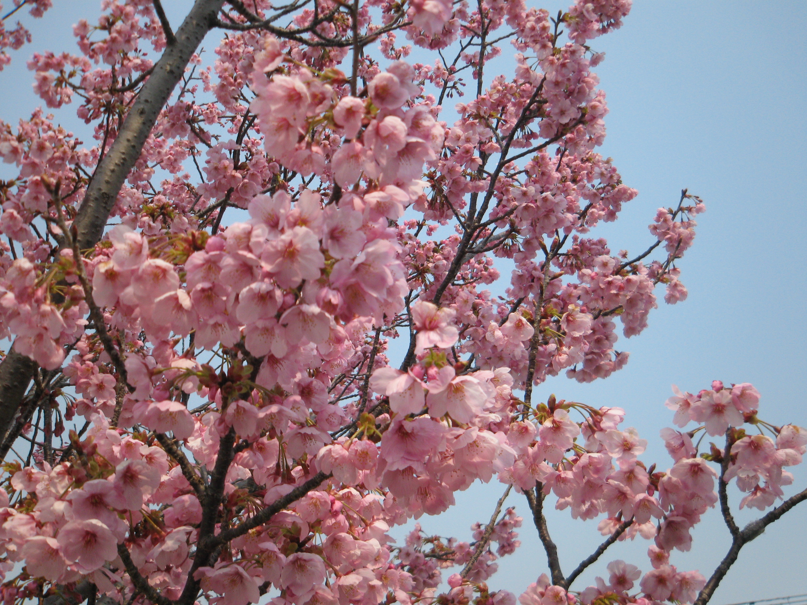 神埼地区保護司会,子ども,安心安全,子育て,かささぎ
